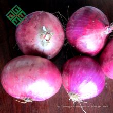 Chinese hot sale real fresh onion